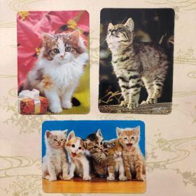 1983年 猫咪 年历卡 一套3张