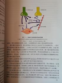 阴茎勃起功能障碍