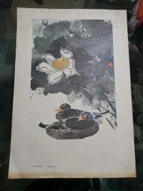 8开美术作品散页 1张 花脸鸭荷花-邱受成作