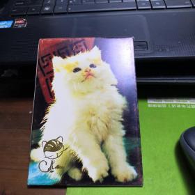 小猫  明信片