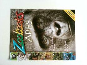 Zoobooks APES 英文儿童动物摄影 类人猿 英语学习资料 只有16页哦