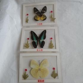 蝴蝶标本（10只，按图发货）