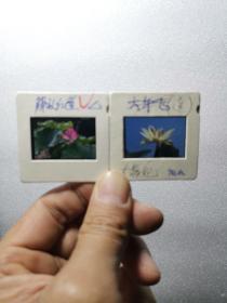 90年代花卉幻灯片：桂花荷花杜鹃花卉，反转底片33张