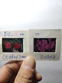 90年代花卉幻灯片：桂花荷花杜鹃花卉，反转底片33张