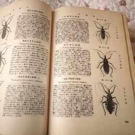日本昆虫图鑑（1953)超厚