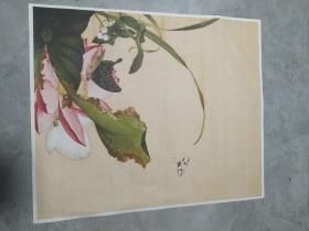 国画郎世宁荷花花鸟册斗方 收藏装饰画 宣纸画芯微喷可装裱 折叠发货高33宽29厘米