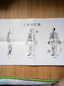 中国脊疗/自然疗法首席专家讲座系列（带光盘挂图）