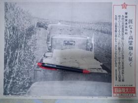 1940年切花日军拍摄，晋察冀边区，日军车队行走在高粱田间