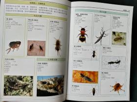 昆虫：全世界550多种昆虫、蜘蛛和陆生节肢动物的彩色图鉴