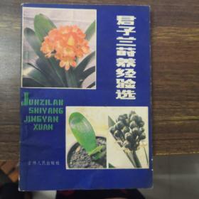 君子兰莳养经验选
