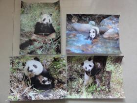 熊猫彩色照片（四张合售）  尺寸长25.5cm* 宽20cm