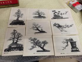 50-60年代旧盆景画片（8张）