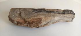 老天然地质木化石
