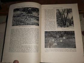 Log Treatments for Bark Beetle Control in connection witb tbe Dutch Elm Disease  荷兰榆病防治小蠹虫的原木处理【1947年版】国立中央研究院动物研究所藏书