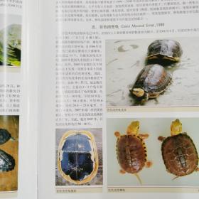 中国龟鳖养殖原色图谱