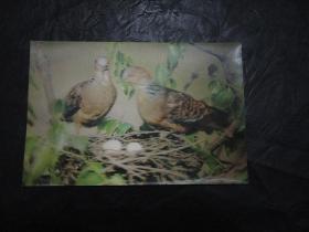 朝鲜立体画明信片（韩英文对照）：《Eastern turtle-dove》【背后沉积色较重，还有红色印痕，空白未写字】