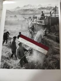 1971年内蒙古新疆昭苏县团结农场农工给粮食脱粒