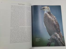 Bald Eagles: Their Life and Behavior in North America