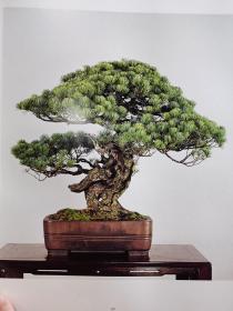 皇居の盆栽    原函大八开缎面一册