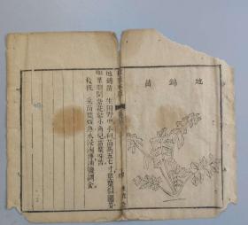 春日识草木 明末清初木刻本古籍《救荒本草》版画一张 地锦苗   长28厘米 宽22厘米