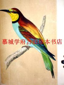 【稀见】【1851年初版】皮装/烫金封面/手工上色版刻插图（358幅）/莫里斯《英伦鸟类史》6册（全）Morris, Francis Orpen：A History of British Birds, 6 Volumes