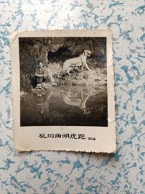 老黑白照片：1971年10月杭州西湖虎跑