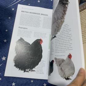 The Concise Encyclopedia of Poultry Breeds: An Illustrated Directory of over 100 Chickens, Ducks, Geese and Turkeys, With 275 Photographs 家禽品种简明百科全书：100多只鸡、鸭、鹅和火鸡的图文并茂的目录，有275张照片