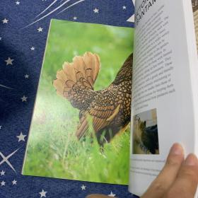 The Concise Encyclopedia of Poultry Breeds: An Illustrated Directory of over 100 Chickens, Ducks, Geese and Turkeys, With 275 Photographs 家禽品种简明百科全书：100多只鸡、鸭、鹅和火鸡的图文并茂的目录，有275张照片