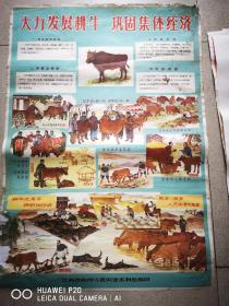 2开抚州地方宣传画：大力发展耕牛，巩固集体经济