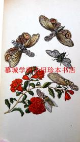 【包邮】彩色铜版印刷1705年版梅丽安手工上色铜版画选辑《昆虫（蝴蝶）变形记》Metamorphosis insectorum Surinamensium (INSEL-BÜCHEREI NR. 351