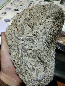 【老教授多年藏品】古生物化石一块重3090克，化石上的古生物像螺丝形状，朋友说是像是珊瑚化石【图片为实拍，品相以图片为准】