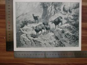 【现货 包邮】1890年小幅木刻版画《在山顶上》(auf der hut)尺寸如图所示（货号400892）