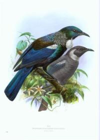 预订 Buller's Birds: Classic Paintings of New Zealand Birds新西兰鸟类的经典绘画，第2版，英文原版