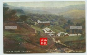 清末民国早期锡兰的立顿茶园明信片---锡兰立顿茶厂园区俯瞰，远处有写有LIPTON字样的厂房