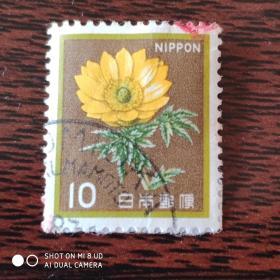 旧日本邮票 菊花10