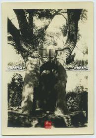 民国时期东北满洲辽宁沈阳奉天“诚则灵”祈愿树老照片，12×8.2厘米， 泛银。