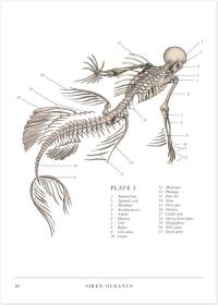 TheResurrectionist盗尸者：神话生物解剖盗尸者神话中野兽艺用解剖骨骼解剖绘图神话怪物再生论