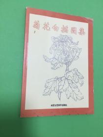 菊花白描图集