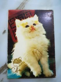 明信片：猫咪（全套6张）《4119》