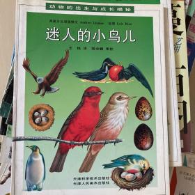 迷人的小鸟儿