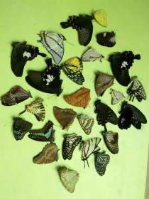 菩提叶脉书签蝴蝶标本Vividly Specimen Butterfly Bookmark