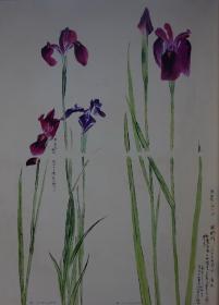 坚山南风素描 花（画家毛笔签名）