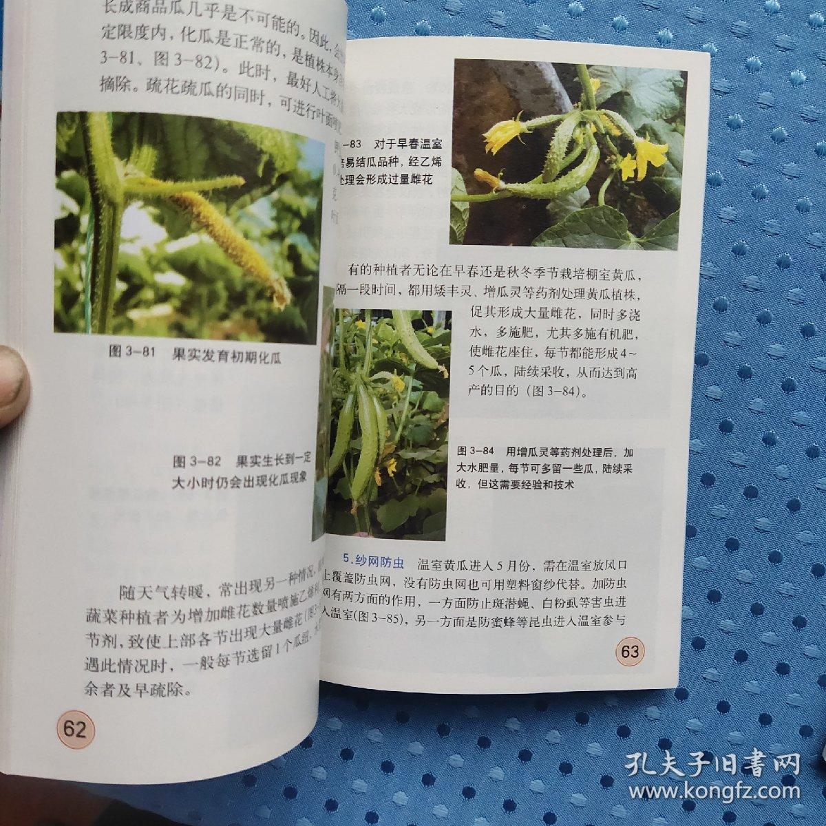 图说温室黄瓜高效栽培关键技术