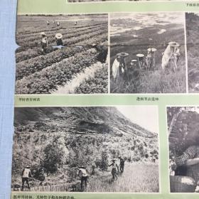 六十年代广东省电白县荒山造林，建设山区宣传画