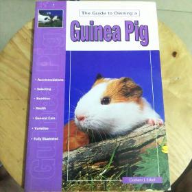 Guinea pig 豚鼠（158）