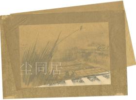 美术史重要画家陈秋草 作品《育苗场的早晨》原稿 有原装保护膜纸