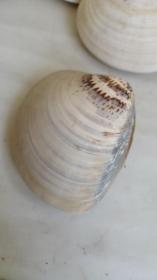 老贝壳一些，80年代出口的大贝壳。