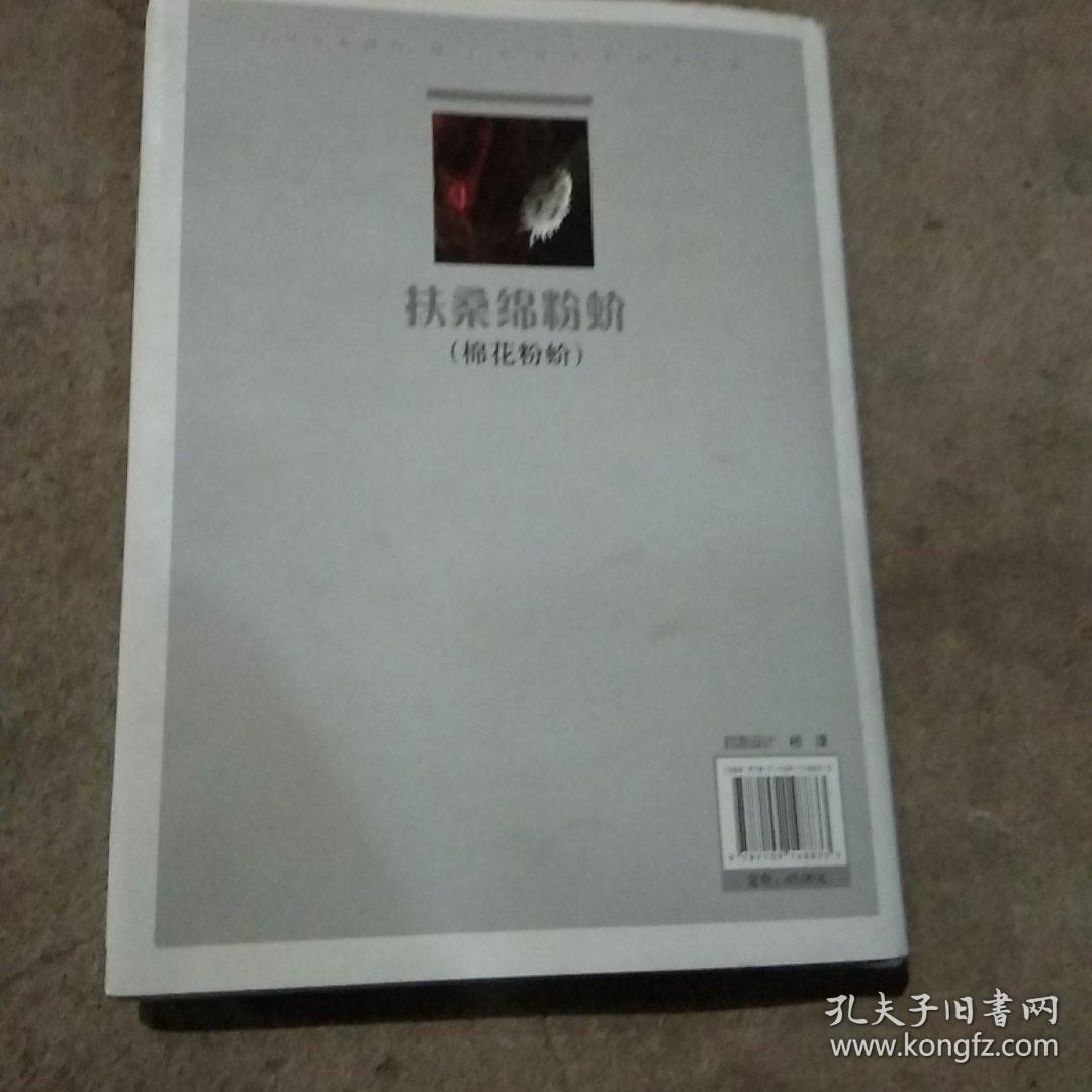 扶桑绵粉蚧(棉花粉蚧)