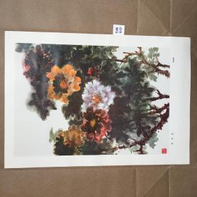 活页画片--牡丹花.谢雅柳作.[8开]88