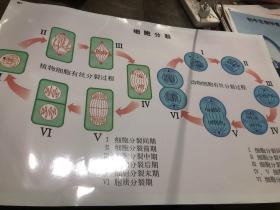 细胞分裂挂图